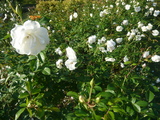 source_P1010958.JPG