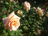 source_P1010960.JPG