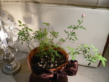 source_P1010978.JPG
